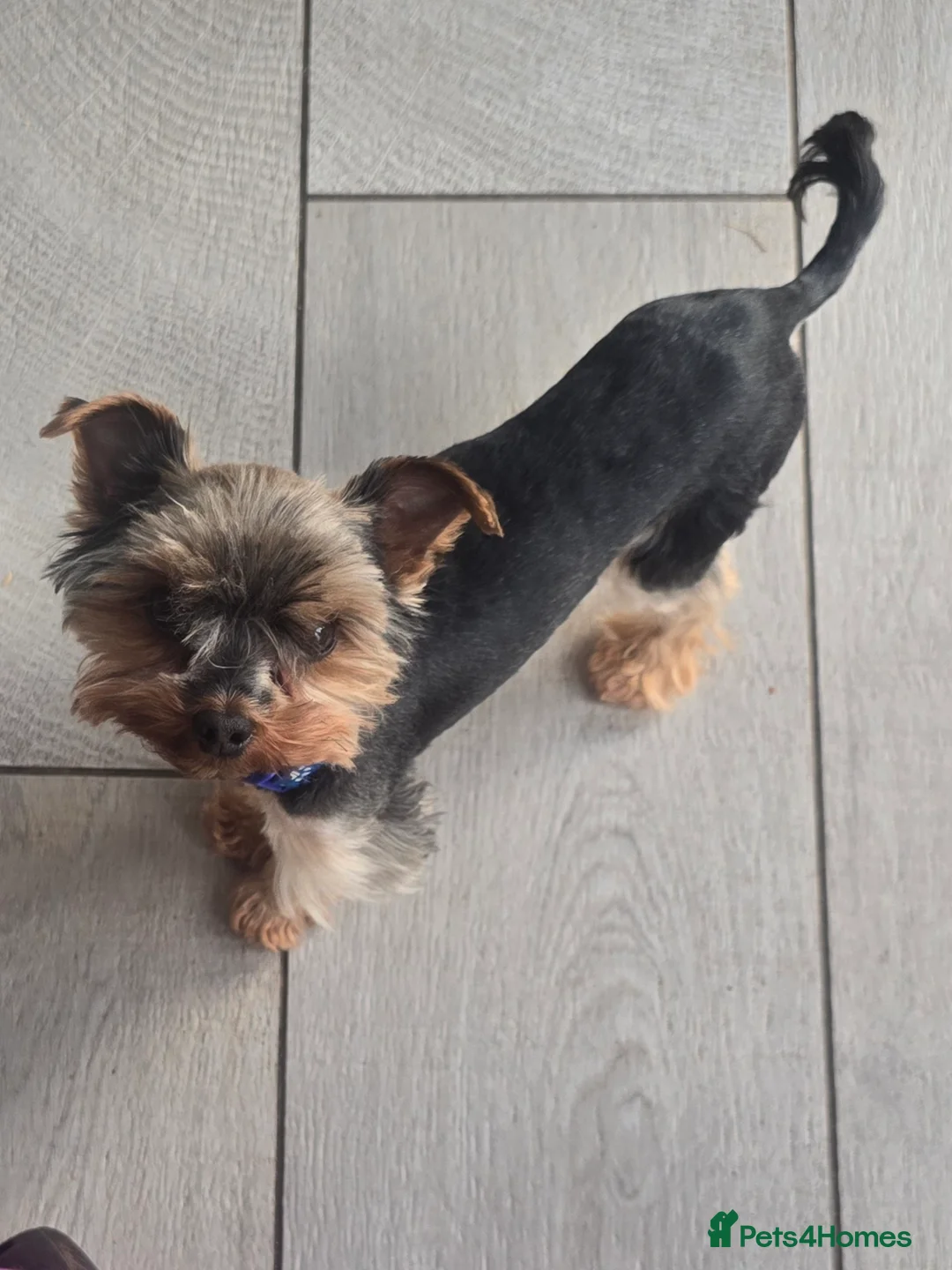 Yorkshire Terrier dogs for stud: Gorgeous tiny black&brown yorkshire terrier stud   - Advert 2
