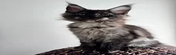 Maine Coon cats for sale: Black Smoke XL Maine Coon Female TICA Registered - Advert 17