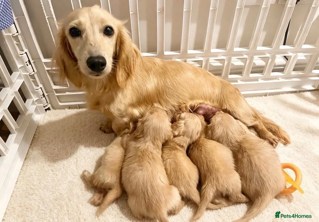 Miniature Dachshund dogs for sale: Cream KC longhaired dachshund puppies  - Advert 1