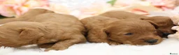 Cavapoo dogs for sale: *HEALTH TESTED* CAVAPOOS - Advert 6