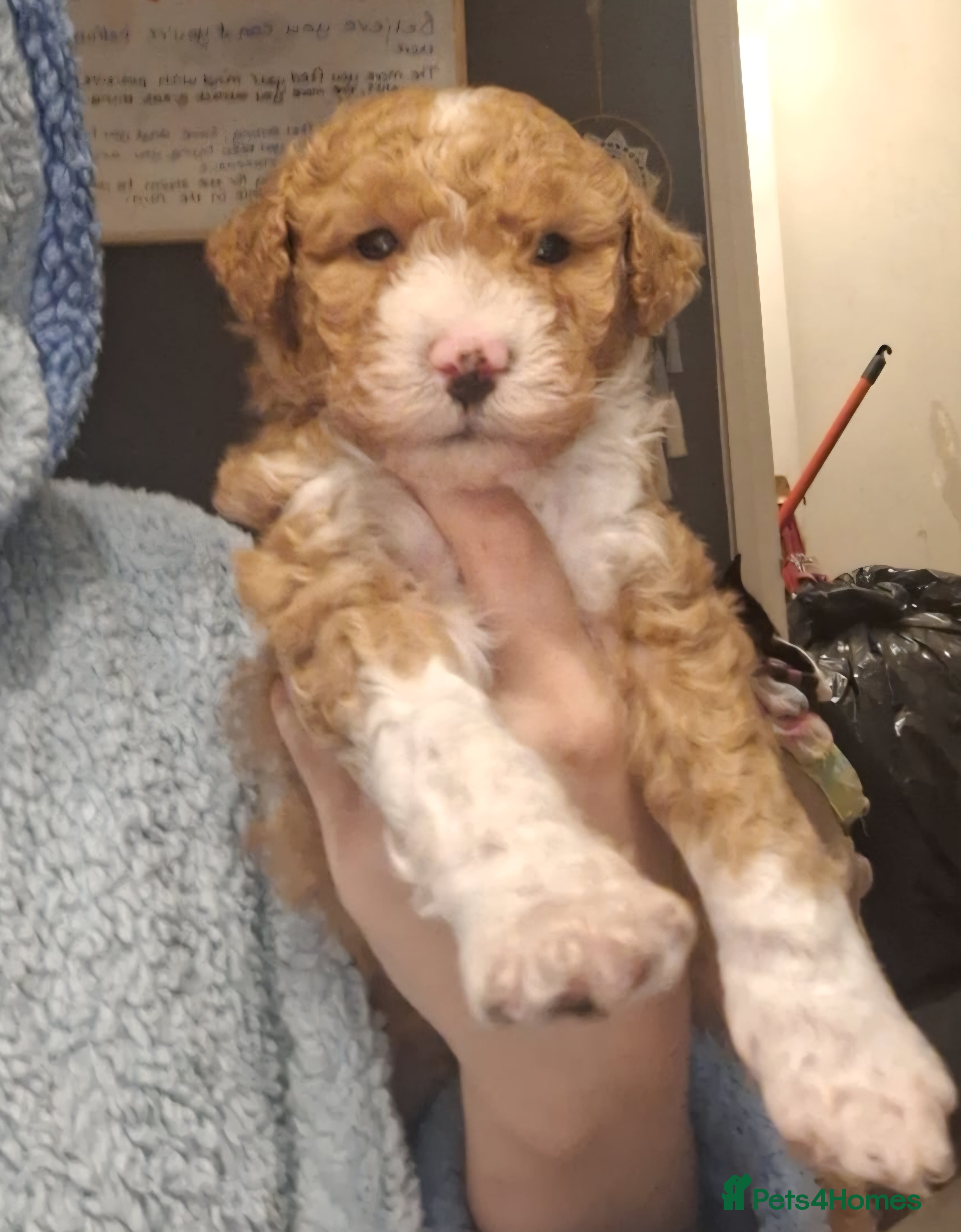 Mixed Breed dogs Beautiful mixed doodle girl - Advert 2