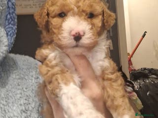 Mixed Breed dogs Beautiful mixed doodle girl - Advert 2