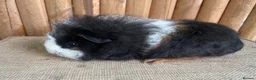 Guinea Pig rodents for sale: Baby sows - Advert 7