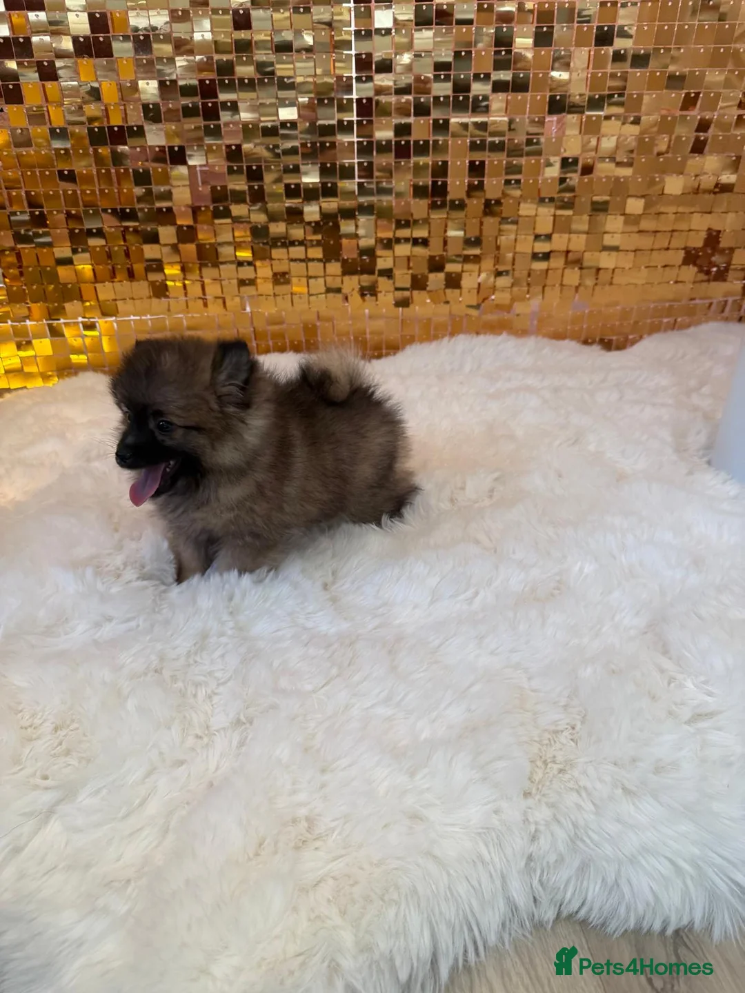 Pomeranian dogs for sale: Male pomeranian for sale  in London - Advert 1
