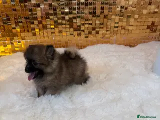 Pomeranian dogs Male pomeranian for sale in London - Advert 8