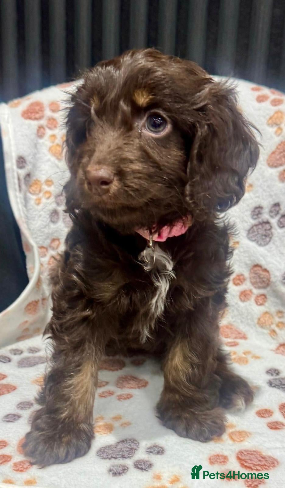 Cockapoo dogs Last Girl Chocolate Cockapoo Puppy - Advert 3