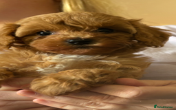 Cavapoo dogs for sale: Top quality F1b toy cavapoos  - Advert 7