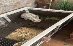 Netherland Dwarf rabbits for sale: Rabbit for sale (comes with his cage)  - Image 1