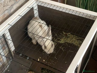 Netherland Dwarf rabbits - Advert 1