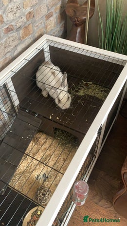 Netherland Dwarf rabbits - Advert 1