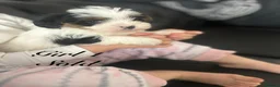Shorkie dogs for sale: Shorkies Full vaccine £950 ready now - Advert 28
