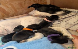 Mixed Breed dogs for sale: Doxie-Dales  - Image 35