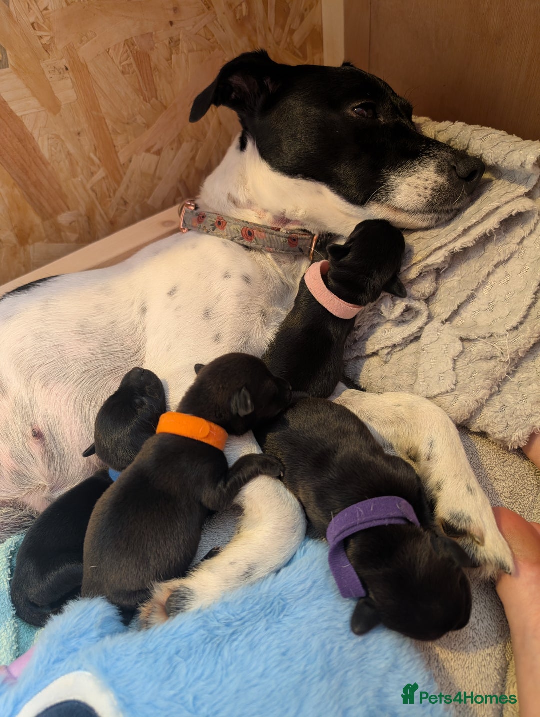 Mixed Breed dogs for sale: Doxie-Dales  - Image 35