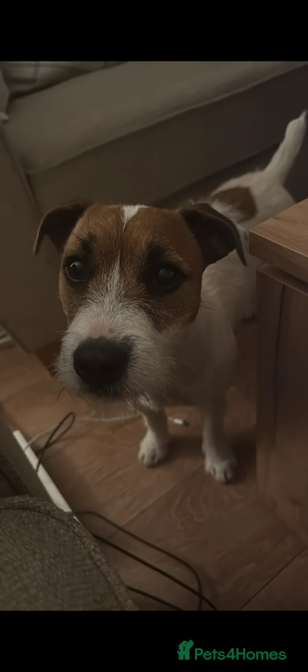 Jack Russell dogs for stud: Jack Russell Lakeland in Liverpool - Advert 2