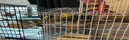 Budgerigars birds for sale: 2 budgies with there own cage set up  in Walton on the Naze - Advert 10