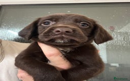 Springador dogs for sale: 9 Beautiful Springador Puppies - Image 9