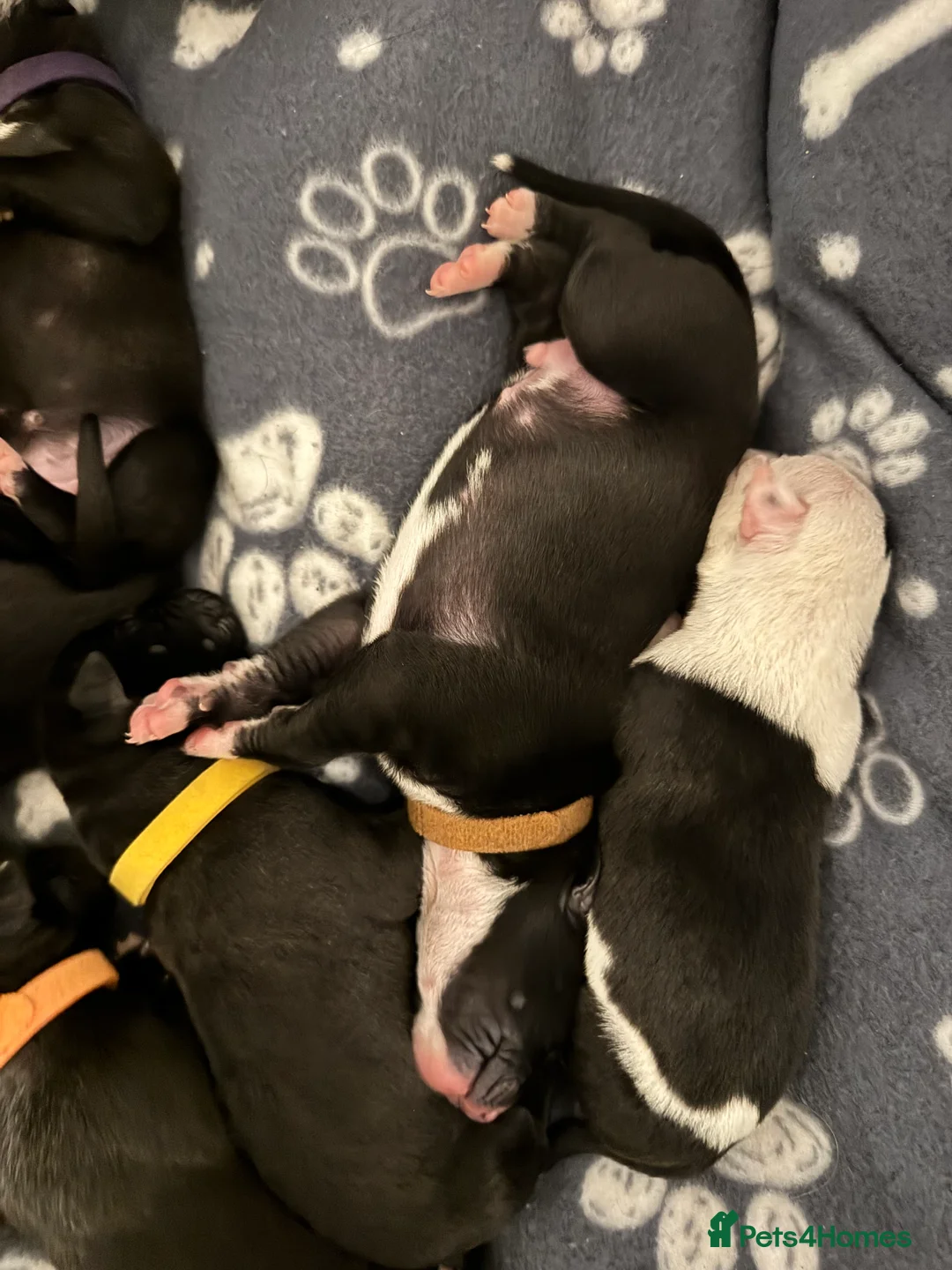 Mixed Breed dogs for sale: 75% Lurcher 25% Cane Corso Puppies - Advert 14