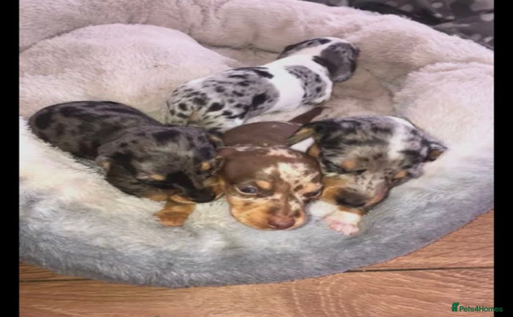 Miniature Dachshund dogs - Advert 7
