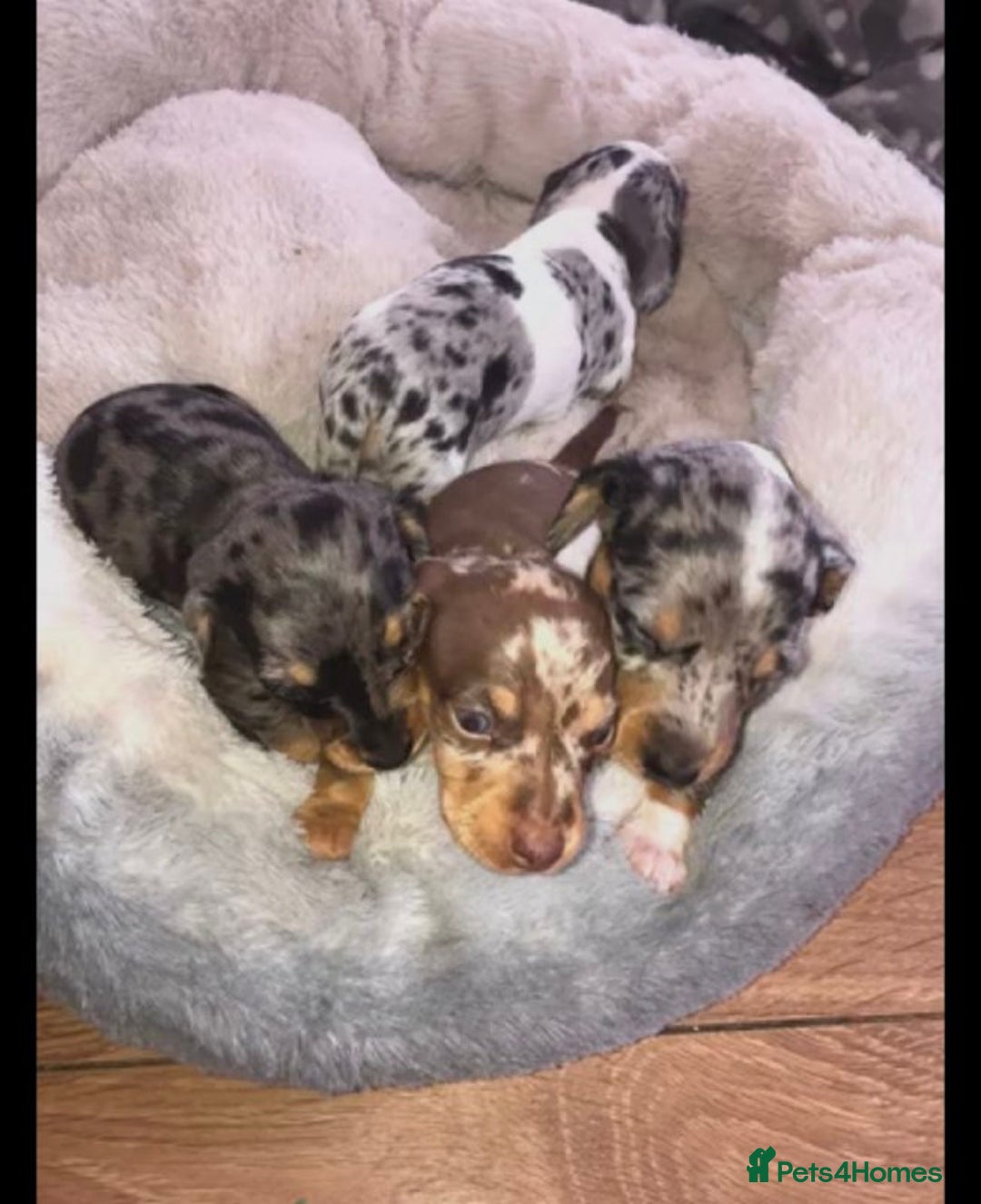 Miniature Dachshund dogs for sale: SWEET MINIATURE DACHSHUND PUPPIES FOR SALE - Image 1
