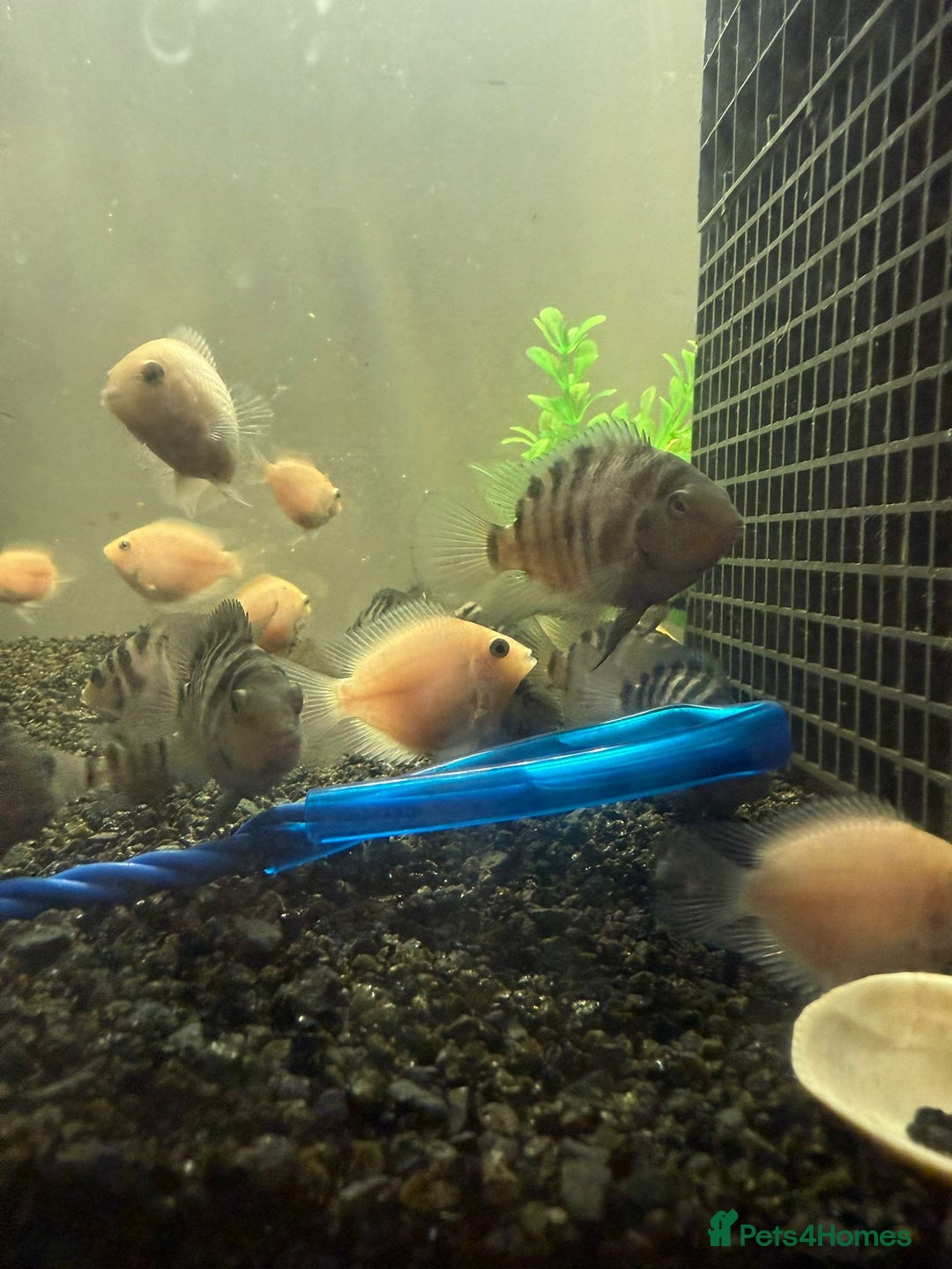 Cichlids fish for sale: Convict Cichlids and Albino for SALE! - Advert 11