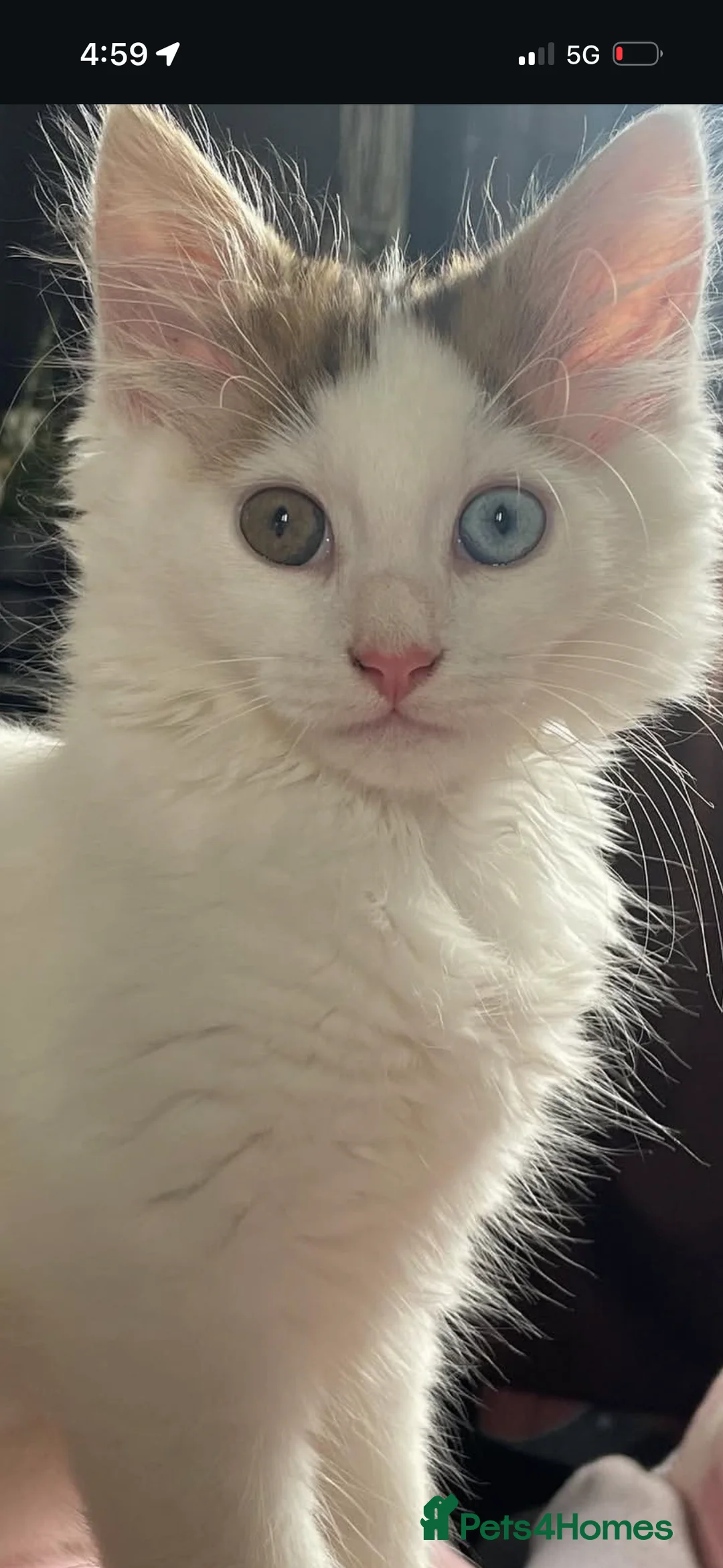 Mixed Breed cats for sale: 2 baby girl kittens  in Nottingham - Advert 2