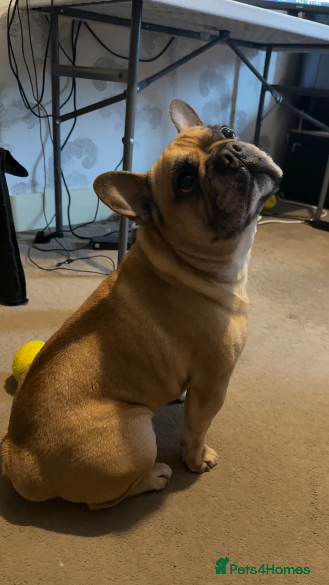 French Bulldog dogs for sale: Hugo 5 Year old French Bulldog - Advert 5