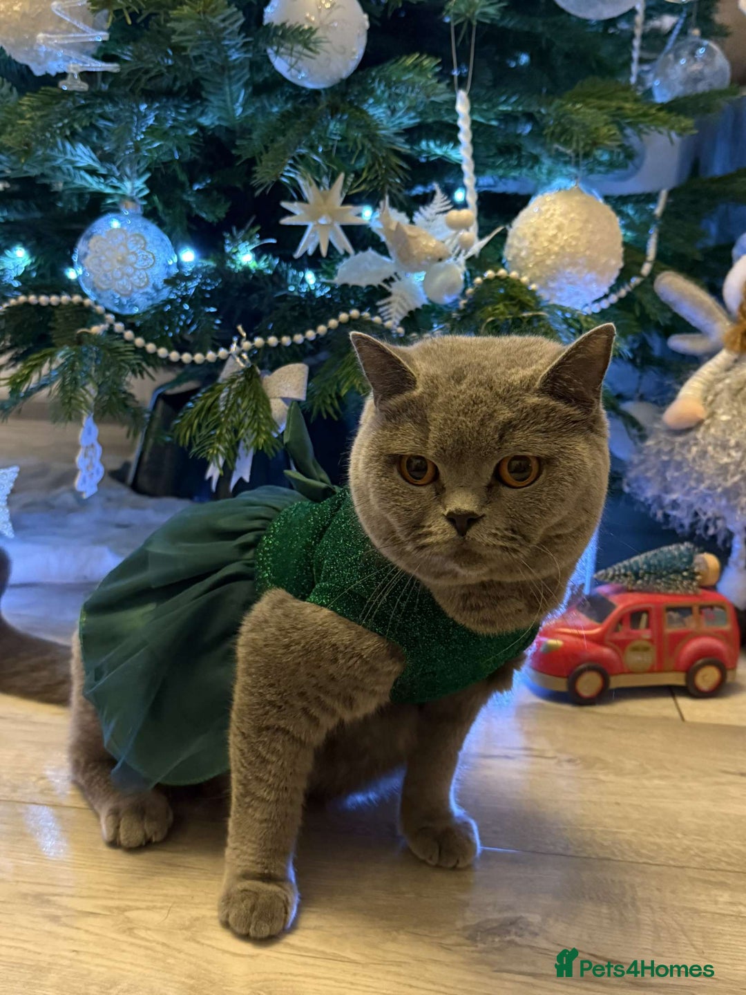 British Shorthair cats for sale: Beautiful British Shorthair kittens for sale😻😻 - Advert 2