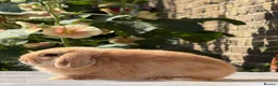 Mini Lop rabbits for sale: Orange Mini Lops, 1 buck, 1 doe - from show lines - Advert 4