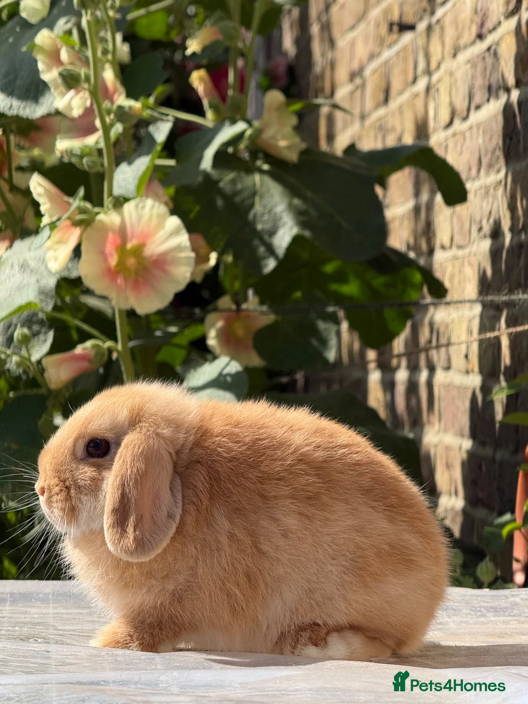 Mini Lop rabbits for sale: Orange Mini Lops, 1 buck, 1 doe - from show lines - Advert 4