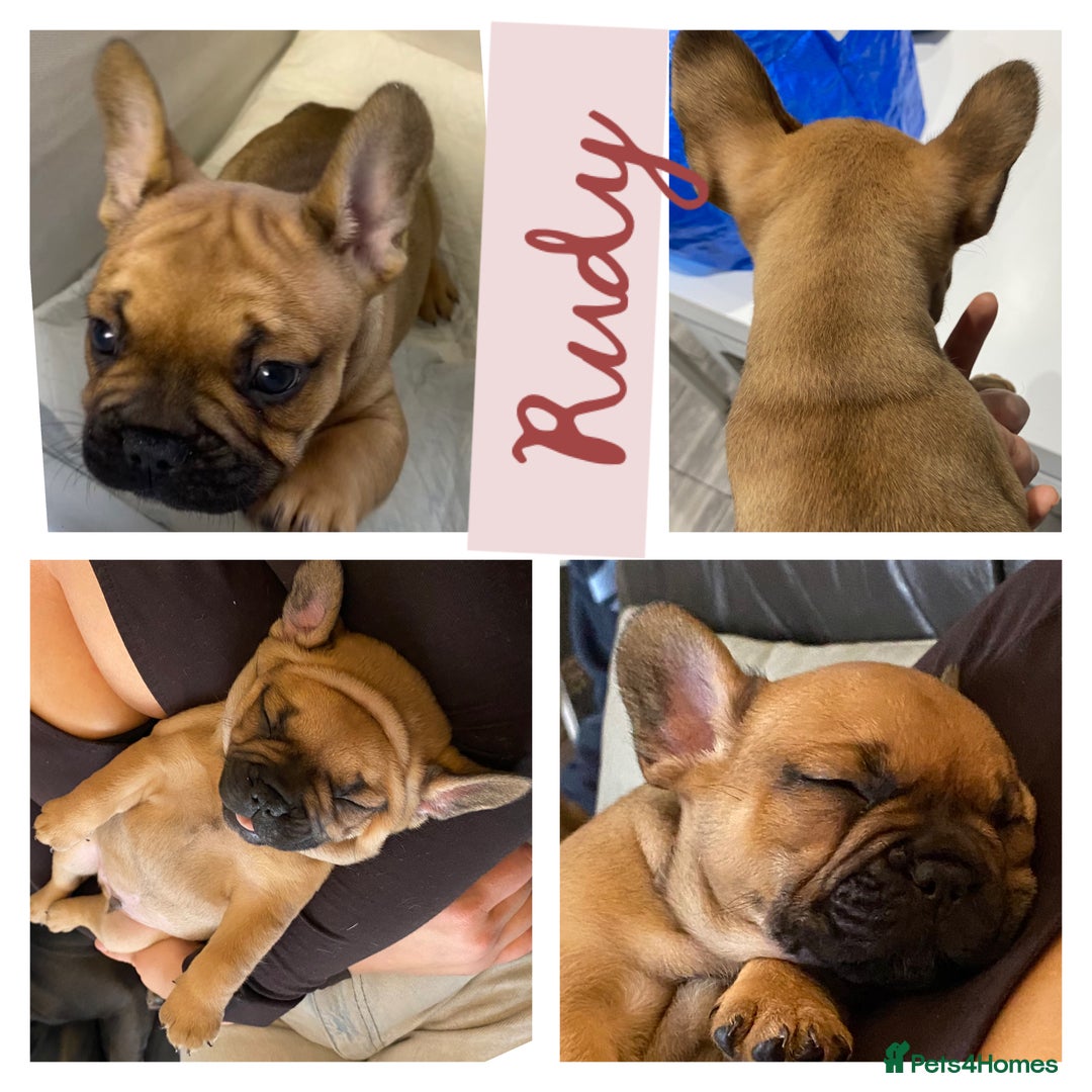 French Bulldog dogs for sale: KC Registered French Bulldogs Blue/Brindle/Fawn - Advert 6