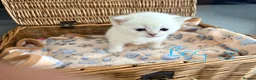 British Shorthair cats for sale: Cuteness Overload Alert! British Shorthair Kittens in Kettering - Advert 16