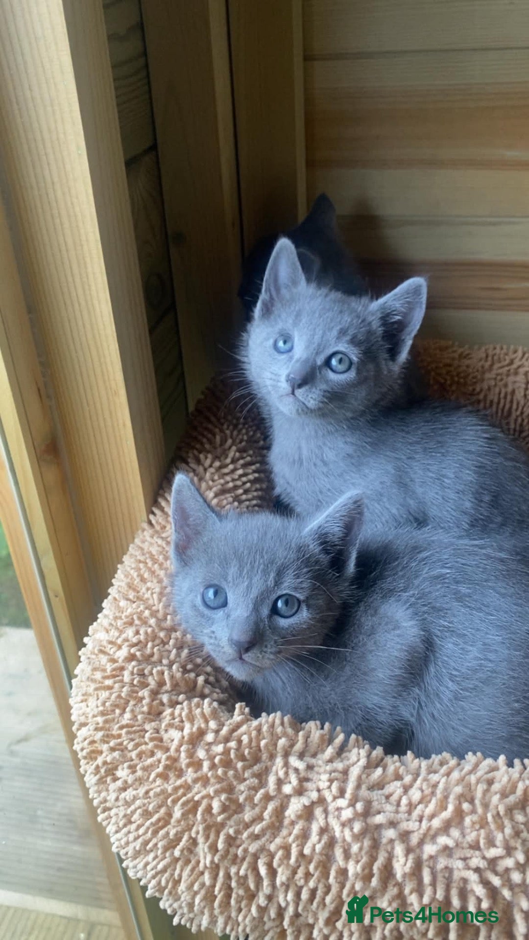 Russian Blue cats 💙6 GCCF Pure Pedigree Russian Blue Kittens💙 - Advert 12