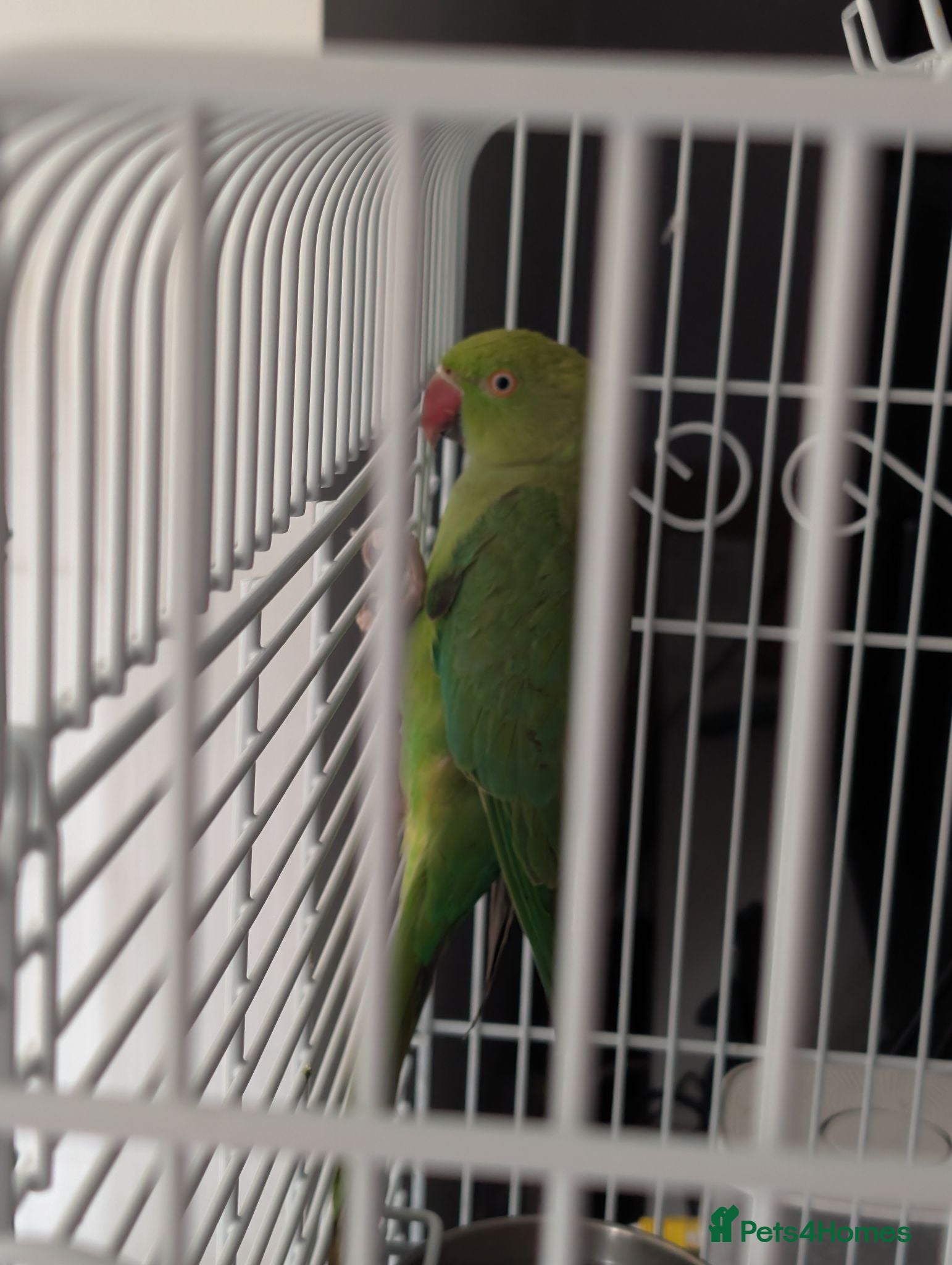 Parakeets birds Female Ringneck for sale  - Advert 1