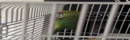 Parakeets birds for sale: Female Ringneck for sale  - Advert 1