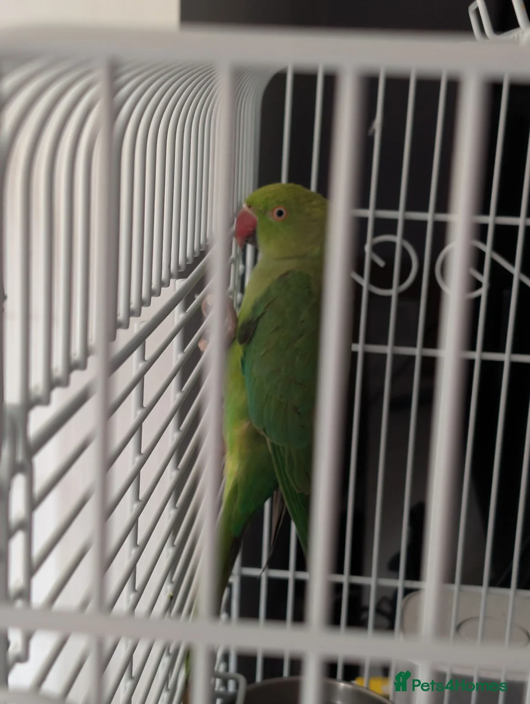 Parakeets birds for sale: Female Ringneck for sale  - Advert 1
