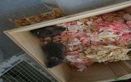 Mouse rodents for sale: 3 girls and 5 boys - Image 6