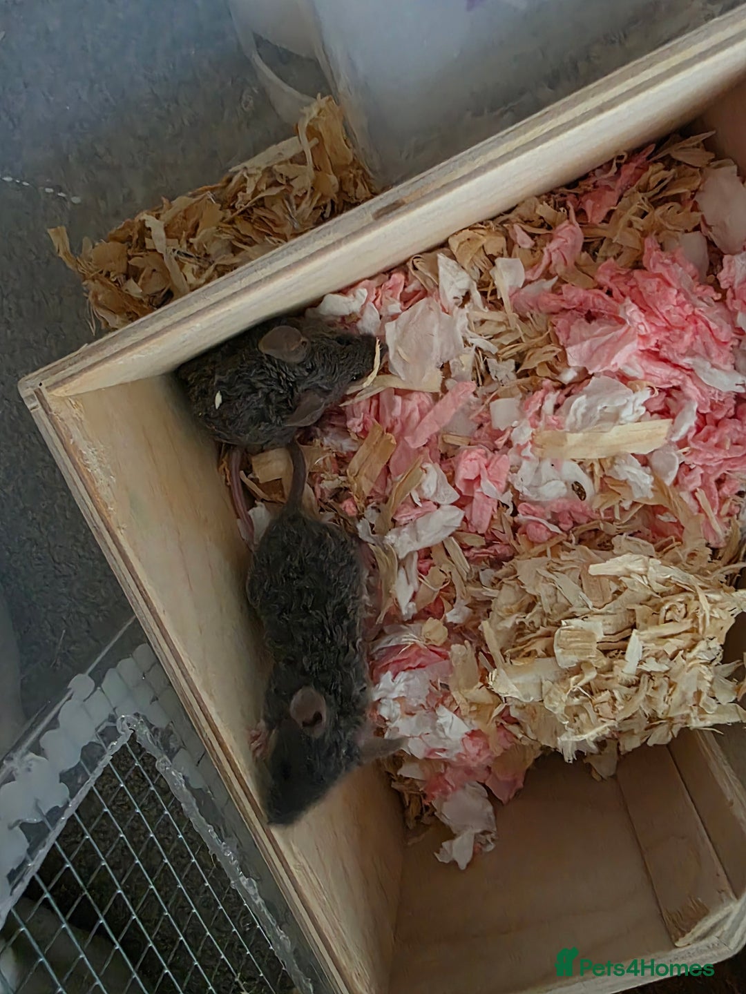 Mouse rodents for sale: 3 girls and 5 boys - Image 6