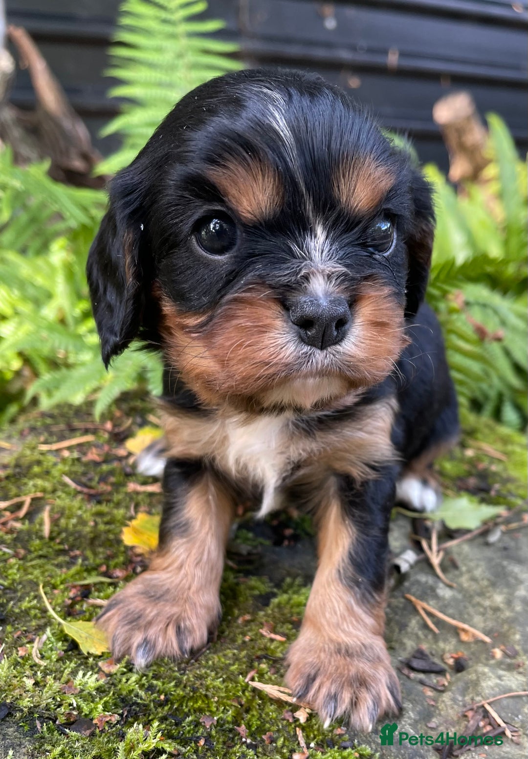 Cavalier King Charles Spaniel dogs for sale: Stunning KC registered Cavalier puppies  - Image 6