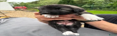 Caucasian Shepherd Dog 5