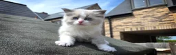 Ragdoll cats for sale: Blue Point/Bicolor Ragdoll Boy Champion Line TICA - Advert 4