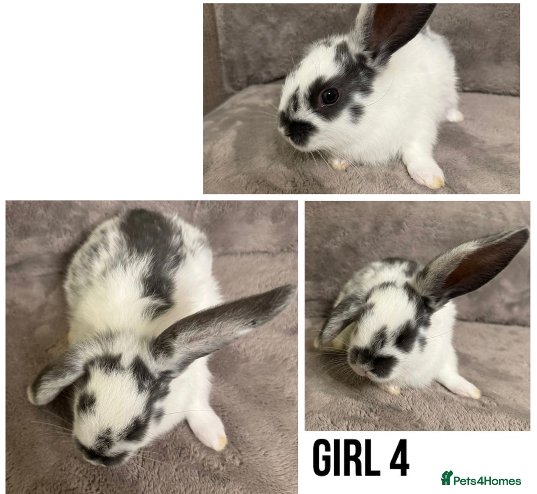 Dwarf Lop rabbits for sale: Baby Dwarf Lop Bunnies - Advert 6