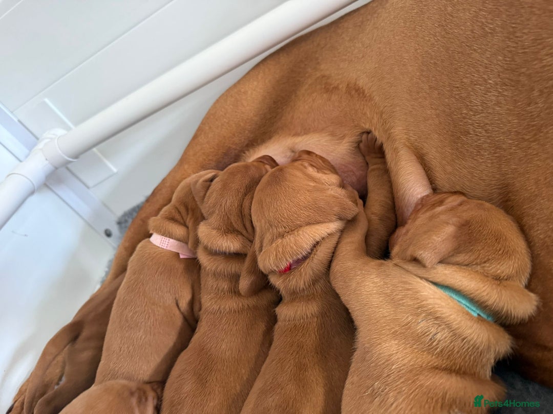 Hungarian Vizsla dogs for sale: KC regarding Hungarian Vizsla puppies - Image 6