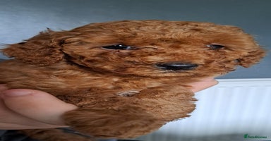 Cockapoo dogs - Advert 13