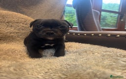 Staffordshire Bull Terrier dogs for sale: High Quality Blue & Black Staffy Puppies - Image 2