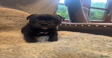 Staffordshire Bull Terrier dogs - Advert 8