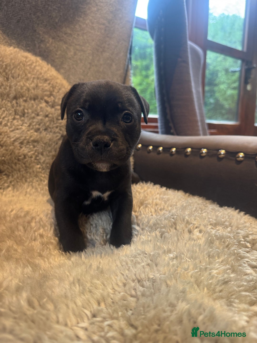 Staffordshire Bull Terrier dogs for sale: High Quality Blue & Black Staffy Puppies - Image 2
