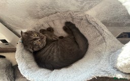 Scottish Fold cats for sale: 5 kittens Ready to find their forever homes  - Image 2