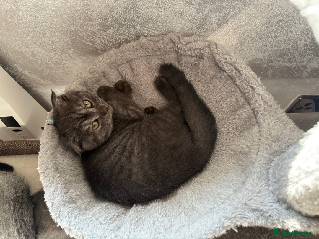 Scottish Fold cats for sale: 5 kittens Ready to find their forever homes  - Image 2