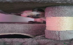 Siamese cats for sale: Your Heart Will Melt! Amazing Siamese Kittens! - Image 13