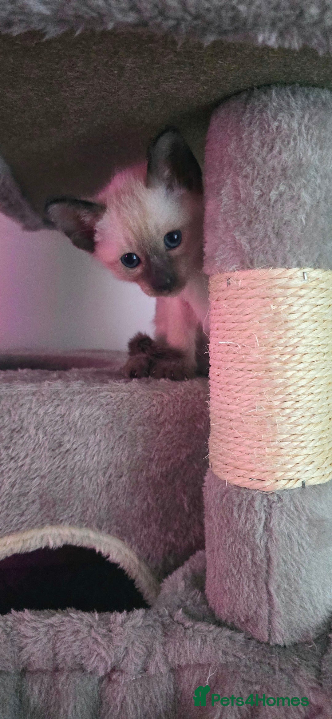 Siamese cats for sale: Your Heart Will Melt! Amazing Siamese Kittens! - Image 13